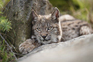 Naklejka na ściany i meble Young Rys Eurasijský (Lynx Lynx),