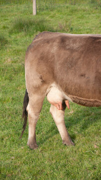 Ubre de vaca marr&oacute;n en pradera de hierba verde