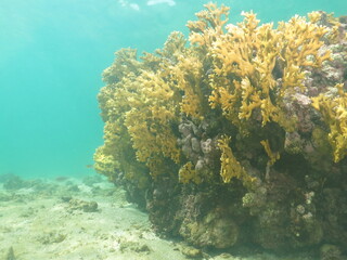 Fototapeta na wymiar coral fuego