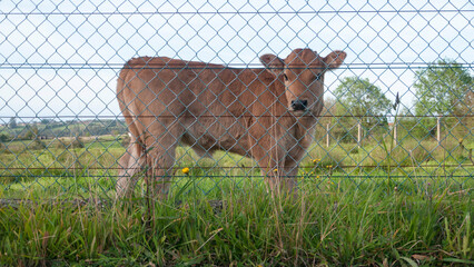 Ternero detras de una valla de alambra