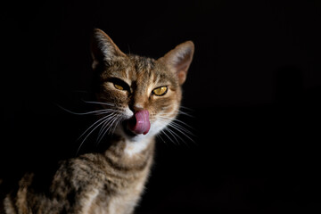 Tabby cat with tongue out illuminated by the sunlight isolated on a black background