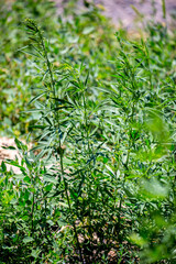Cannabis plantation in the Chui valley. Bushes of cannabis by a stern plan. Leaves of narcotic plants for the manufacture of anasha. Hemp. marijuana