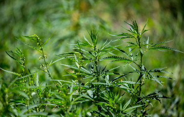 Cannabis plantation in the Chui valley. Bushes of cannabis by a stern plan. Leaves of narcotic...