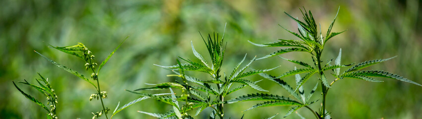 Cannabis plantation in the Chui valley. Bushes of cannabis by a stern plan. Leaves of narcotic...