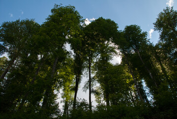 Obraz premium forest with tall trees bottom up view