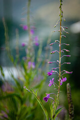 Delicate pink fireweed flower against the backdrop of mountains