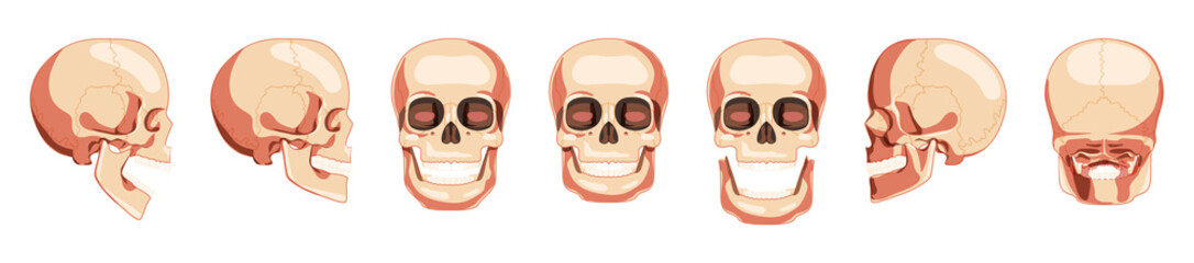 Set of Skulls Skeleton Human heads front, back, side views. Human jaws model with an open and closed mouth. Realistic flat natural color 3D concept. Vector illustration of anatomy isolated on white
