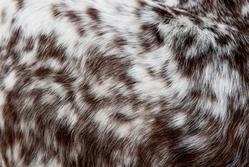 Poster Beautiful spotted fur close-up. Texture of brown animal wool. Dog fur. © Vera