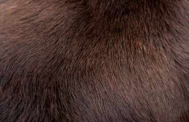 Beautiful spotted fur close-up. Texture of brown animal wool. Dog fur.