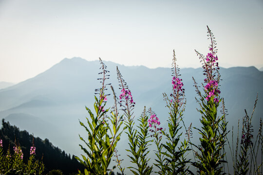 Blooming fireweed flower on a blurred background of mountains