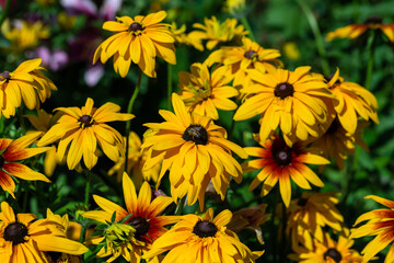 Black eyed susan rudbeckia flowers in garden