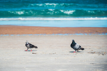 birds on the beach