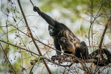 Tamarindo, Costa Rica, Monkey