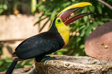Tamarindo, Costa Rica, Toucan
