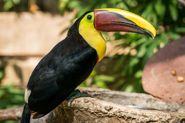 Tamarindo, Costa Rica, Toucan