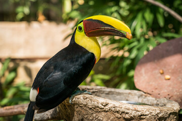 Tamarindo, Costa Rica, Toucan