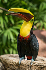 Tamarindo, Costa Rica, Toucan