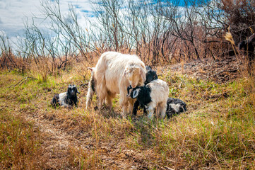 Goat and lamb sowing in the meadow, green grass, white goat. The concept of goat milk and livestock farming.