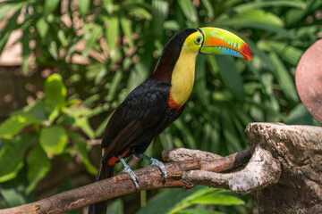 Tamarindo, Costa Rica, Toucan