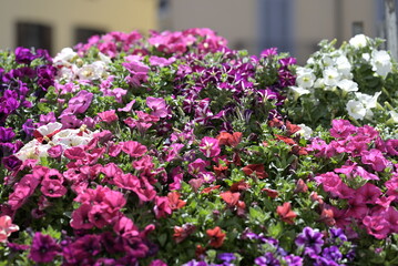 Fiori