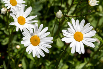 Beautiful chamomile flowers on a green blurred background. Close-up. Selective focus and shallow depth of field.