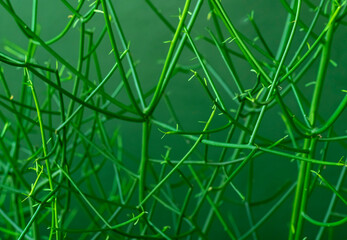 Euphorbia Tirucalli, Milk bush (pencil tree) green branch on green background. Green color plant...