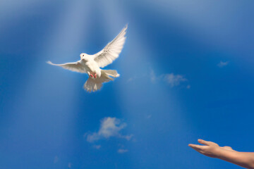 Humen's hands release the white dove to freedom, into the blue sky with the rays of the sun. High quality photo