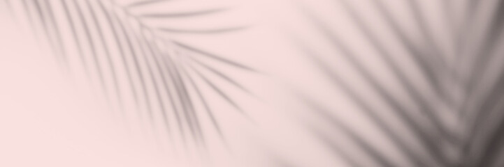 Banner shadow of a palm leaf against a white wall.
