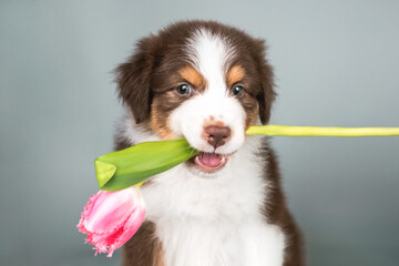 Studio close up portrait of funny brown red tricolor puppy of australian shepherd dog holding pink tulip flower in his mouth. Postcard gift love