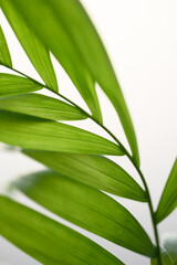 Close-up green leaves of Parlour Palm Chamaedorea elegans