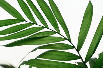 Close-up green leaves of Parlour Palm Chamaedorea elegans