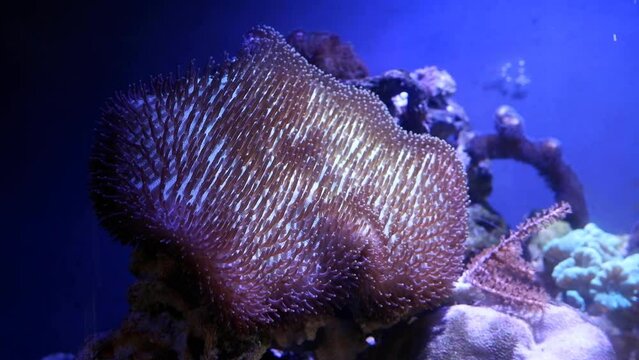 Sarcophyton glaucum move capitulum in strong water flow, active healthy animal sit on live rock coquina stone, simple hardy species for marine aquarium beginners, blurred pair of ocellaris clownfish