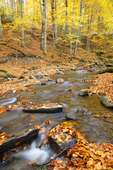 Beautiful leaf fall on mountain river at autumn. Carpathians. Ukraine.