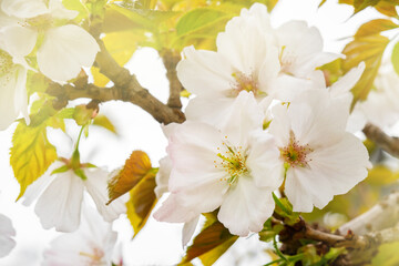 White flowers of fruit tree blossoming in spring, tree branch flowers, toned floral banner with soft focus, copy space