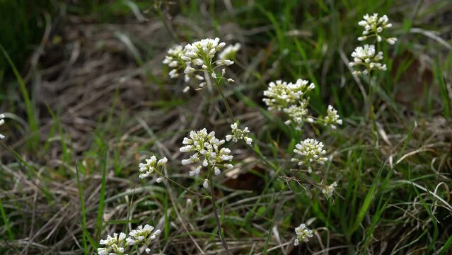 Alpine Pennycress in slight breeze (Thlaspi caerulescens) - (4K)