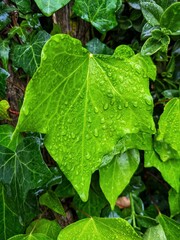 Fresh green after the rain, spring time
