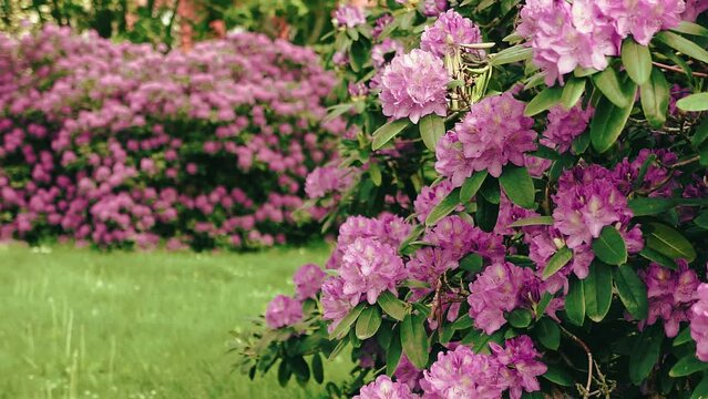 Slow panning shot of pink rhododendrons in garden in summer
