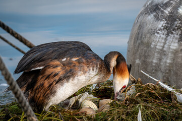 Great crested grebe turning eggs by the beak and hatching eggs. Podiceps cristatus in nest.