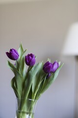 Tulips in the interior, in the background a white lamp and a gray wall.