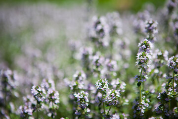 Lemon thyme is antiseptic cough suppressant stomachic.