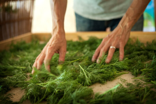 Herbalist putting arquebus or aurone leaves to dry deworming plant.