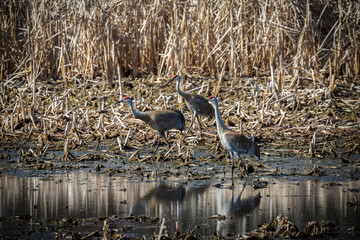 The Sandhill crane  (Antigone canadensis) in the swamp