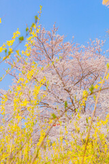 autumn leaves against sky