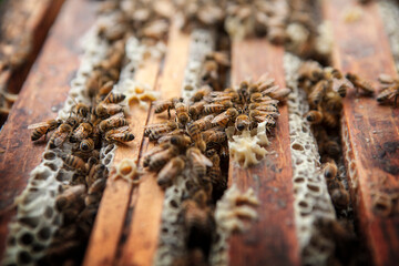 Harvesting honey from a beekeeper in France.