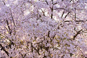 Spring Flowers Pink