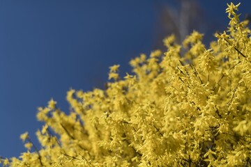 Laburnum in the background with trees and sky. Symbol of spring and Easter. Central Europe.