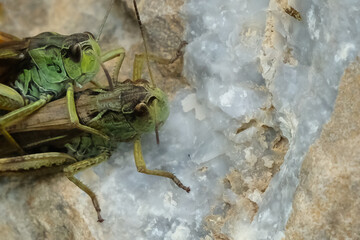 Grasshoppers of the Alps. Rock