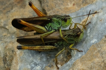 Grasshoppers of the Alps. Rock