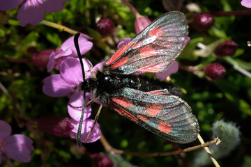 Zygen of the filipendulum. Animal