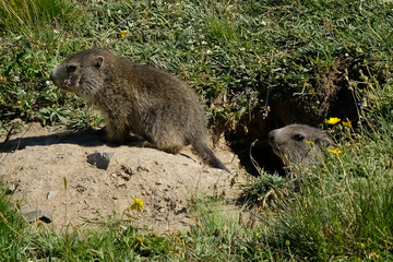 Young marmots in search of food in the French Alps.